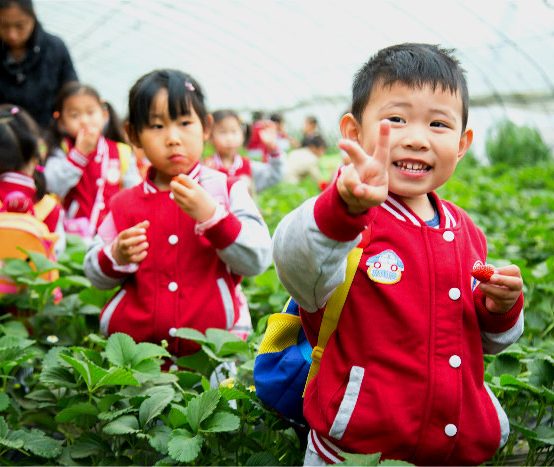 相约草莓采摘园,开启“莓”好生活之旅 —北京金沙幼儿园草莓采摘活动